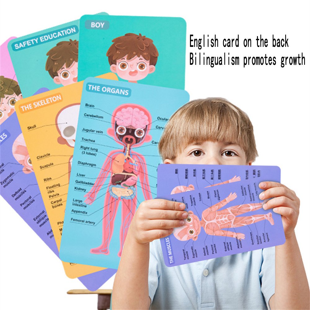 magnetic body structure puzzle 2