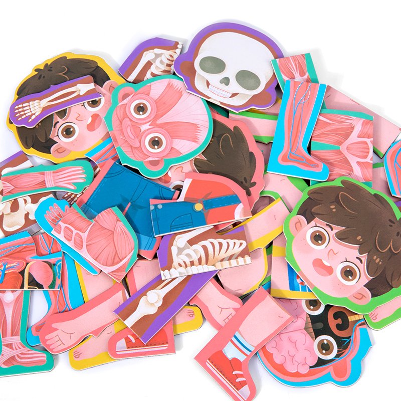 magnetic body structure puzzle 3