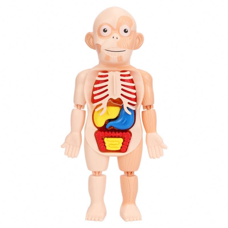 human body model 1