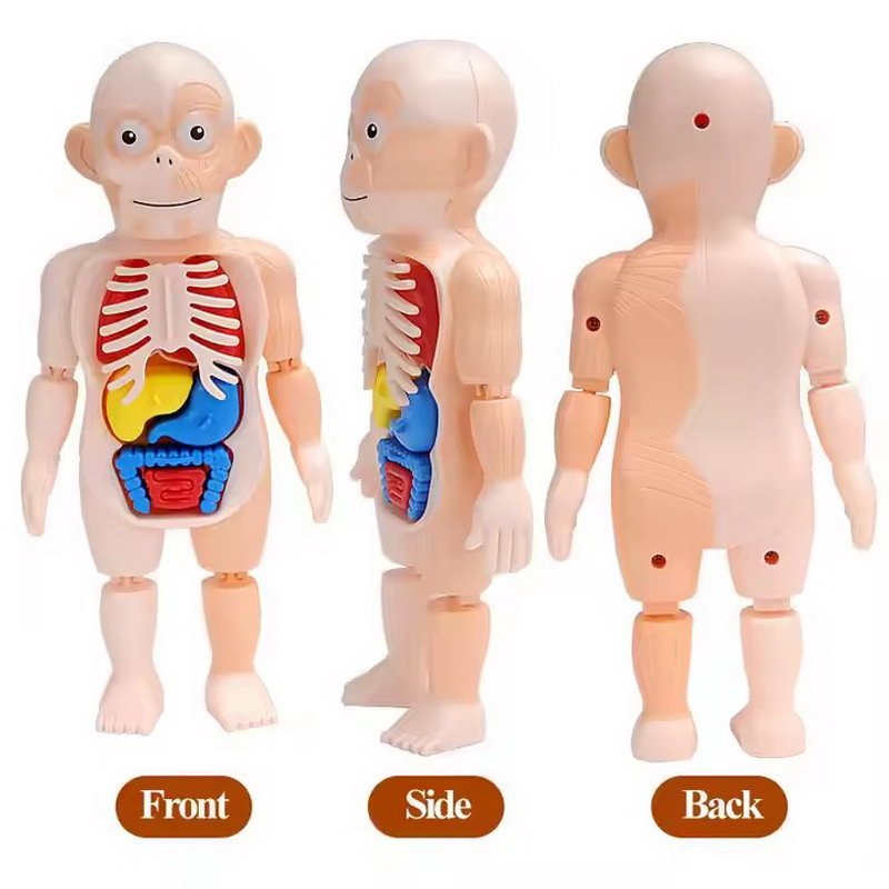human body model 3