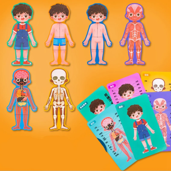 Body Structure Puzzle