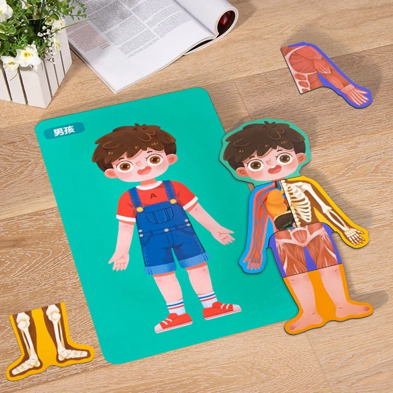 Body Structure Puzzle 3