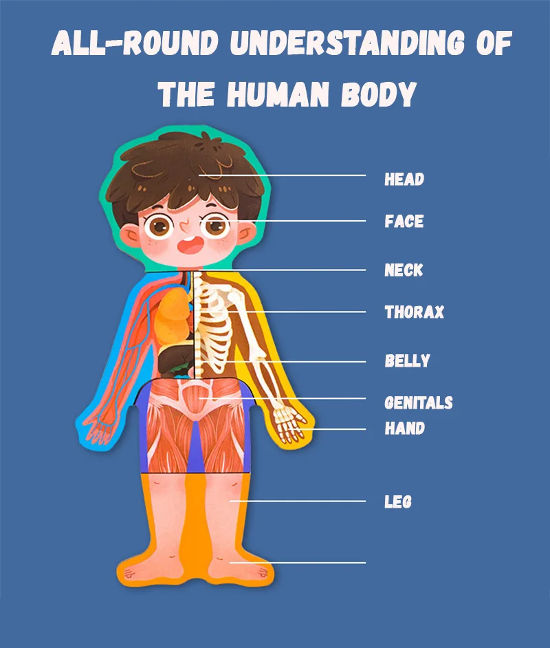 Body Structure Puzzle 5